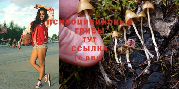 PSILOCYBIN Армянск
